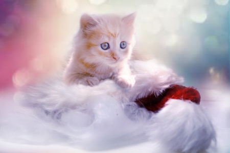 ♥ - cute, animal, lovely, kitten