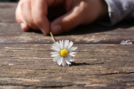 â™¥ - flower, book, photography, abstract, daisy