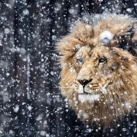 Winter Lion