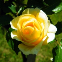 Pretty Yellow Rose