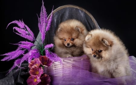 Puppies in purple basket - pets, veil, beautiful, puppies, sweet, flowers, basket, fluffy, dogs, cute, friends, adorable