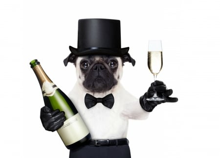 Happy New Year! - hat, pug, dog, glasss, black, white, animal, new year, funny, caine