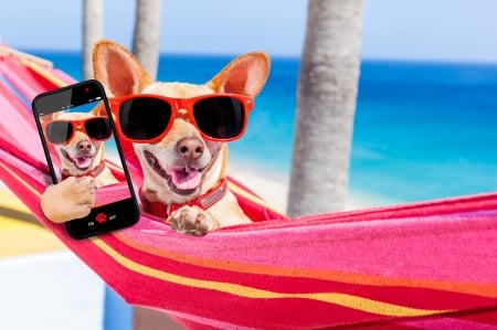 Selfie - beach, selfie, hammock, summer, sunglasses, funny, caine, phone, blue, dog, pink