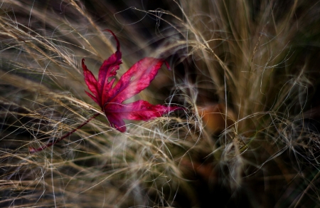 Autumn - leaf, red, pink, autumn