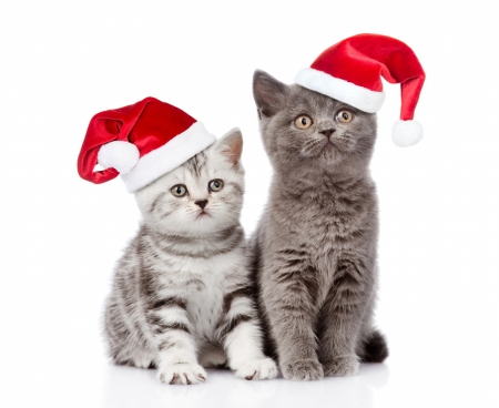 Merry Christmas! - craciun, hat, couple, cat, funny, pisica, kitten, christmas, white, santa, red, animal