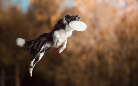 Frisbee - dogs, funny, cute, animals