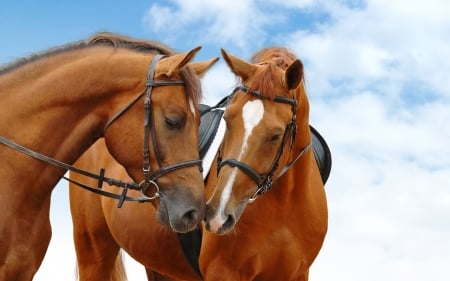 Friends - animal, horse, beautiful, brown