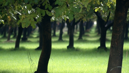 Green Carpet - forest, nature, tree, green