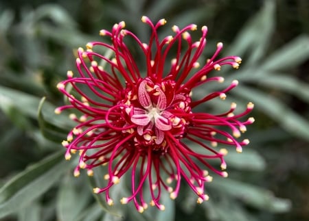 Grevillea Flower F - beautiful, photography, grevillea, beauty, romance, photo, love, flower, wide screen, floral