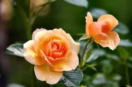 Peach Rose Bloom FC - beautiful, photography, beauty, romance, photo, love, flower, wide screen, rose, floral