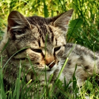 Tabby Cat in the Grass 