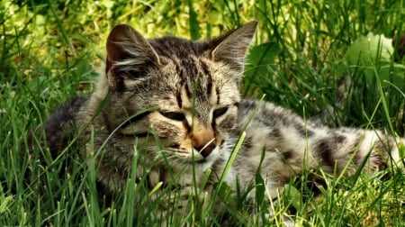 Tabby Cat in the Grass  - wide screen, animal, beautiful, photo, pets, cats, photography, feline, tabby