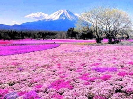 Stunning Mountain - nature, trees, mountain, winter, field, flowers, heaven