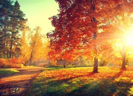 Autumn - Autumn, nature, SUnset, grass, tree