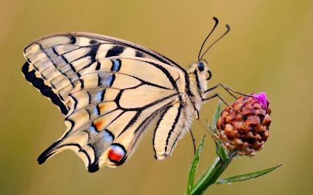 Butterfly - animal, flower, BUtterfly, inscest