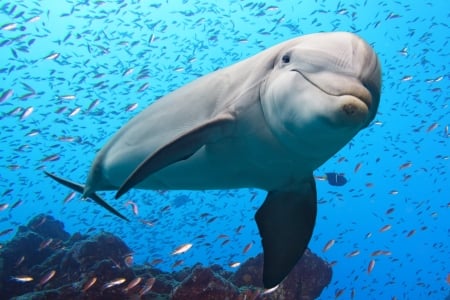 Dolphin - animal, ocean, sea, dolphin