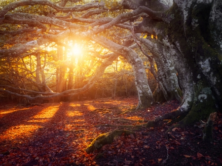 Forest - nature, tree, sunset, forest