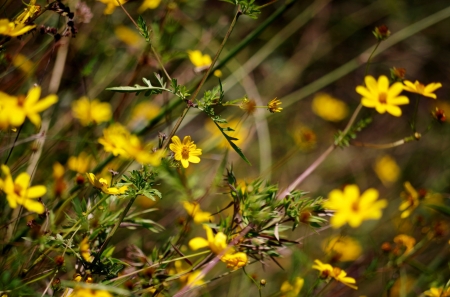 Flower - grass, Flower, nature, leaf