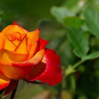 Red Orange Rose