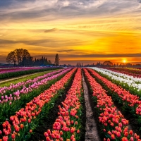 Sunset over the Tulips Field