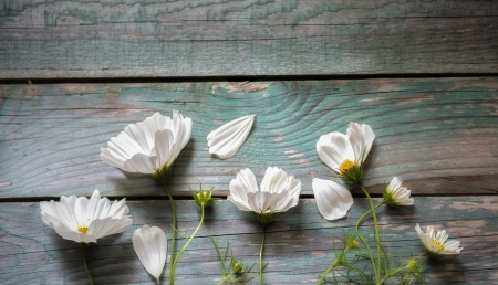 Cosmos - white, cosmos, blue, wood, texture, flower