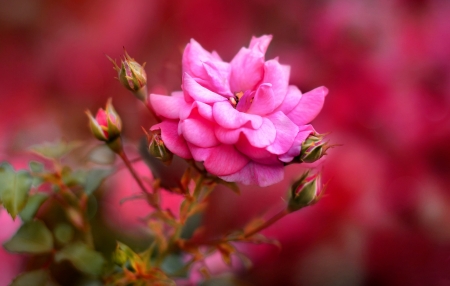 Rose - summer, trandafir, rose, flower, pink