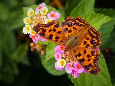 Butterfly on Polygonia Flowers - polygonia, animal, butterfly, flowers, macro