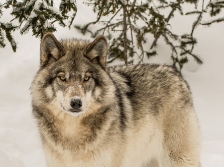 Winter Wolf - trees, animal, winter, predator, look, wolf, snow, forest