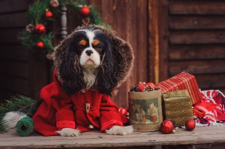 Merry Christmas! - red, animal, caine, gift, craciun, tree, christmas, dog