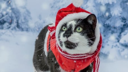 Christmas cat - red, animal, winter, cat, craciun, christmas, pisica, hat, santa, snow