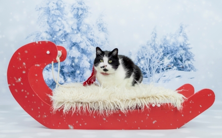 Cat - red, pisica, winter, sleigh, cat, craciun, christmas, snow