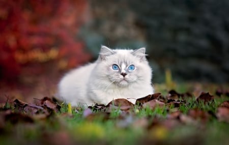 Cat - autumn, cutte, cat, animal, pisica, kitten, siamese