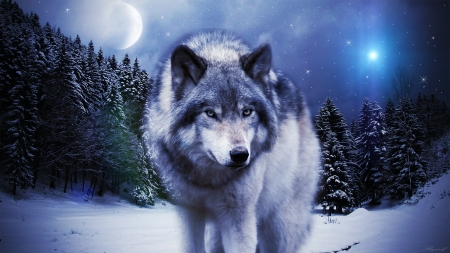 Wolf in Winter - moon, predator, artwork, snow, firs, forest