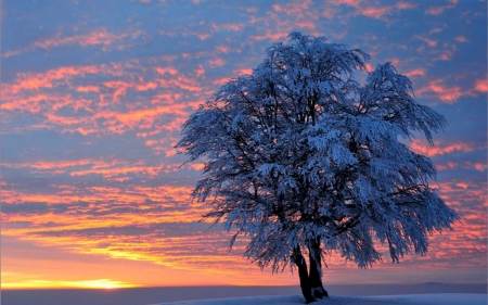 Winter Evening - sky, clouds, snow, tree, sunset