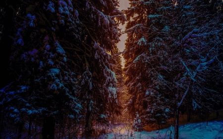 Winter Time - firs, season, trees, forest, snow, sunrays