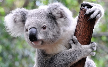 Koala - animal, one, koala, cute