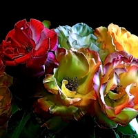 Multicolor Roses