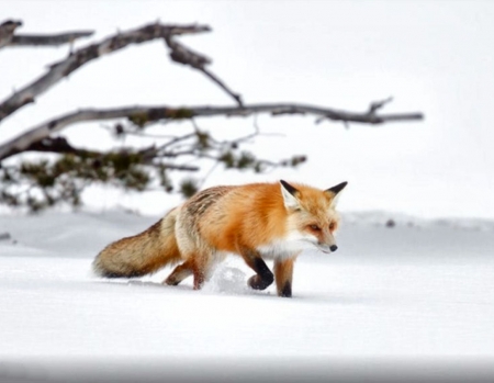 Red Fox Concentrating F