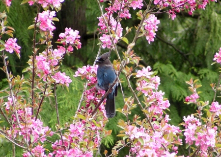 A Steller's jay in my blooming treetree - flowers, beautiful, tree, bird