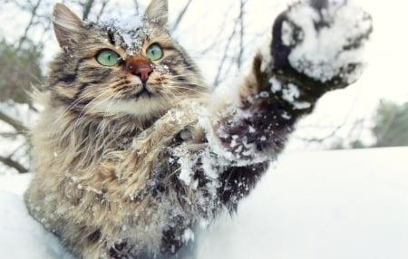 Winter wave. - maine coon, fluffy, winter, cat