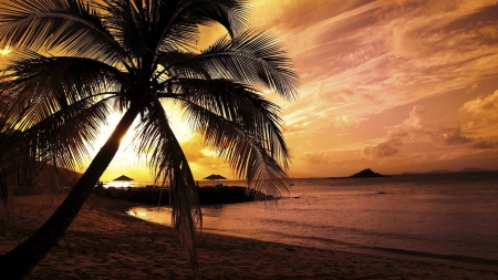 palm tree sunset - fun, sunset, nature, beach, ocean, cool, palm tree