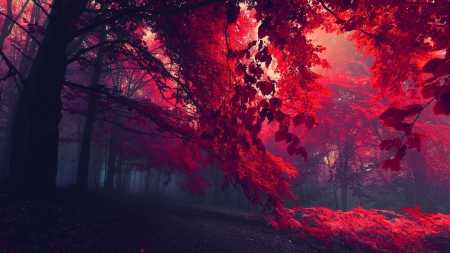 red forest - fun, trees, red forest, nature, cool