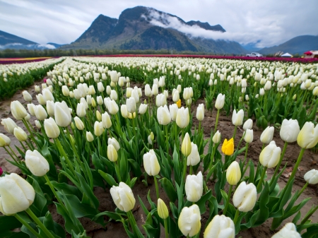 White Tulips Field - white, nature, landscape, mountain, clouds, tulips, flowers, dew