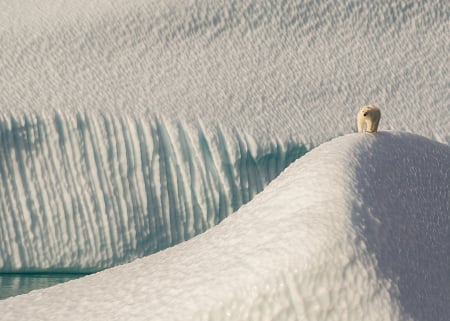 Polar Bear - winter, nunavut, snow, white, animal, canada, eclipse sound, polar bear, dune