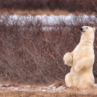 Polar Bear