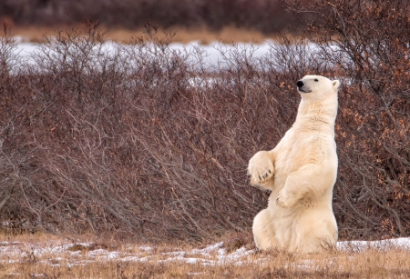 Polar Bear - white, manitoba, snow, polar bear, canada, animal, winter