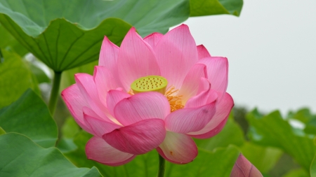 Lotus - Lotus, water, nature, lake, ocean