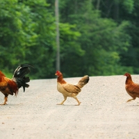 Crossing the street