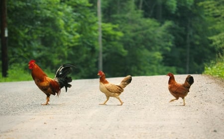 Crossing the street - street, chicken, rooster, funny, trio