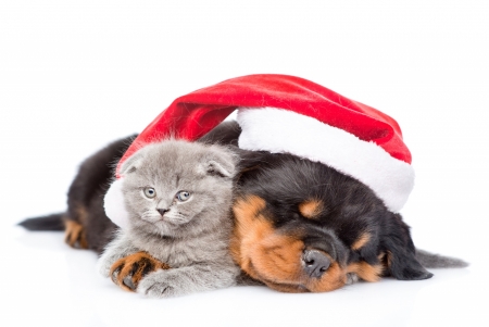 Waiting for Santa - hat, couple, cat, puppy, funny, pisica, kitten, caine, white, santa, grey, red, animal, cute